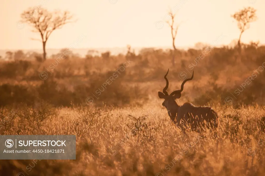 A kudu, Tragelaphus strepsiceros, stands in tall grass at sunset, warm light