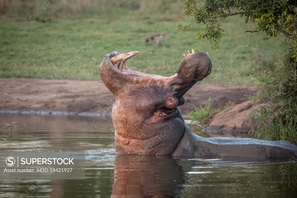 A hippo, Hippopotamus amphibius, yawns in a waterhole