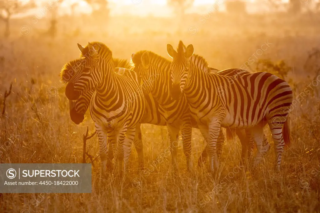 Herd of zebra, Equus quagga, stand together at sunset, backlit