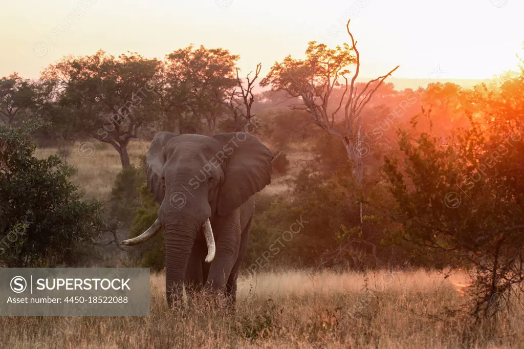 An elephant, Loxodonta africana, walks through a grassy clearing at sunset