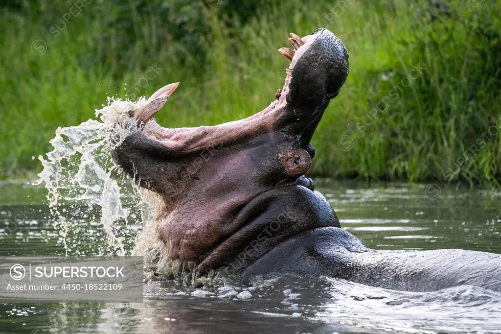 A hippo, Hippopotamus amphibius, open mouth, yawning, showing teeth
