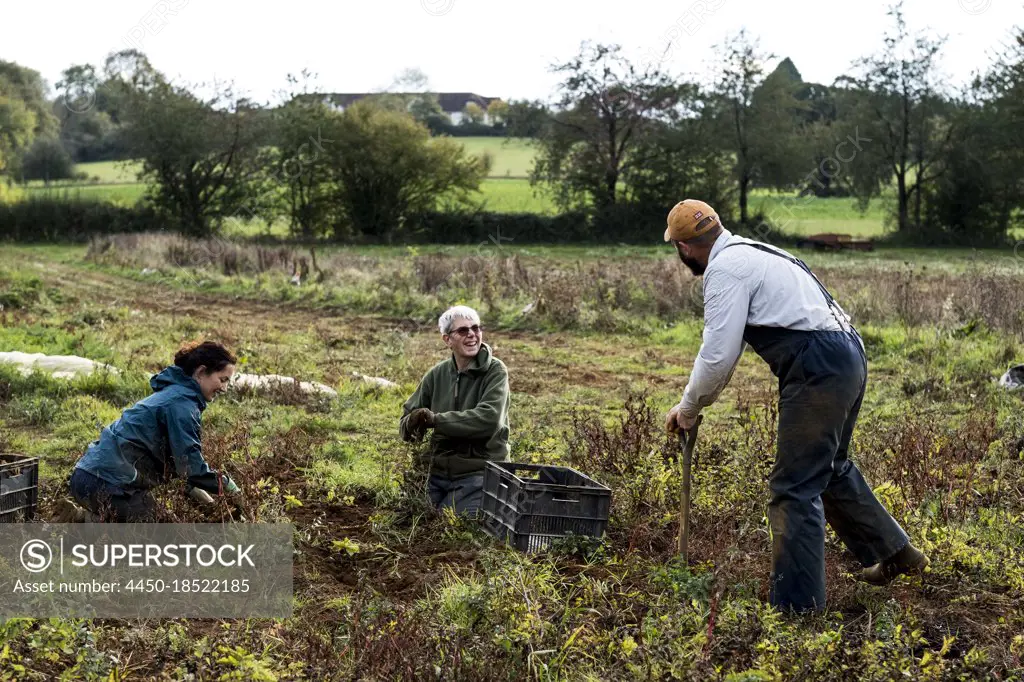 Three farmers standing and kneeling in a field, harvesting parsnips.
