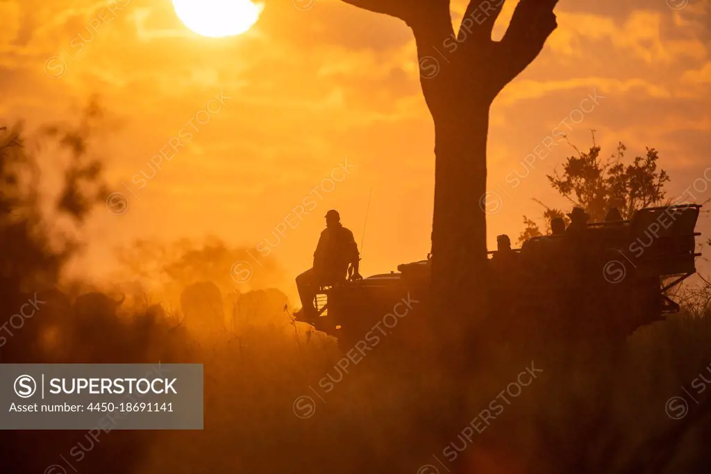 A vehicle goes on a game drive at sunset, silhouetted