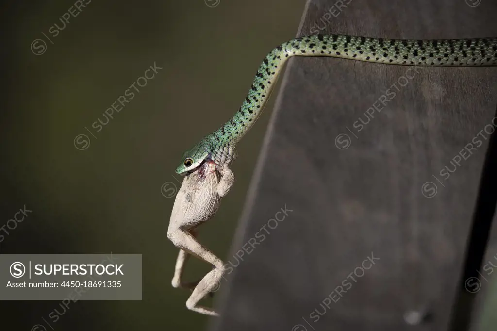 A spotted bush snake, Philothamnus semivariegatus, eats a frog.