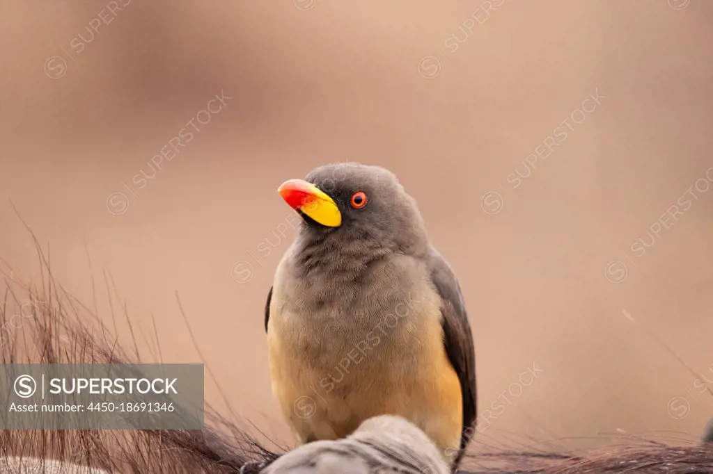 A yellow-billed oxpecker bird, Buphagus africanus, sitting, looking out of frame