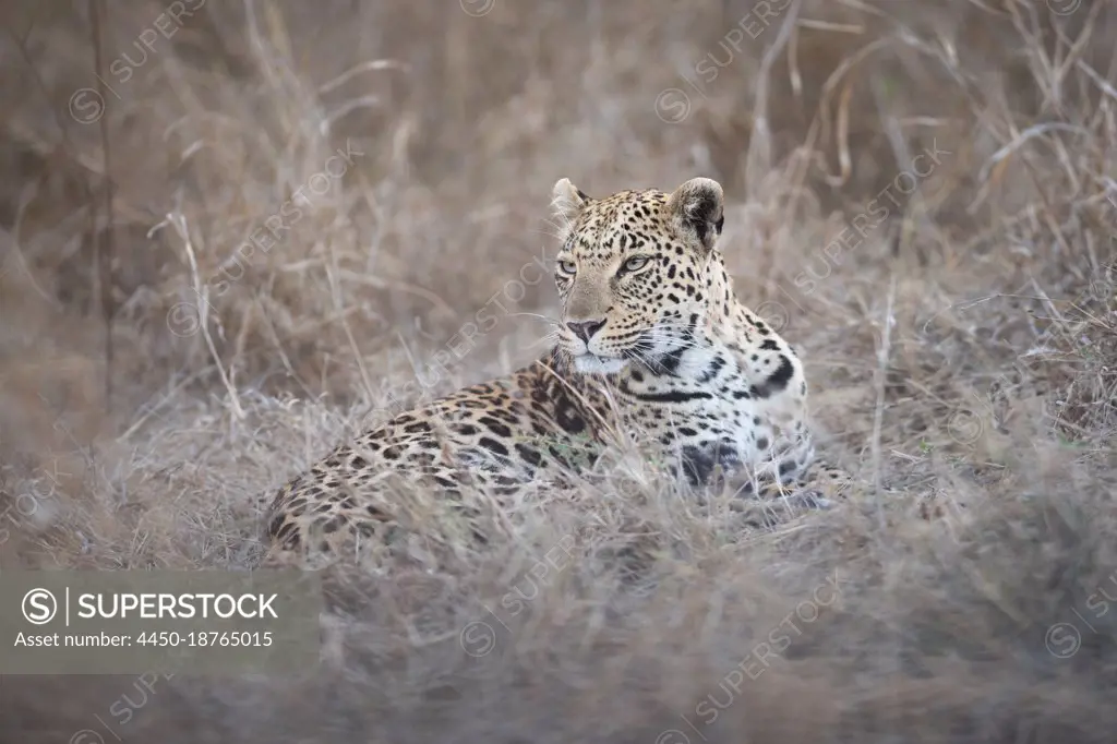 A female leopard, Panthera pardus, lies in tall dry grass, looking out of frame