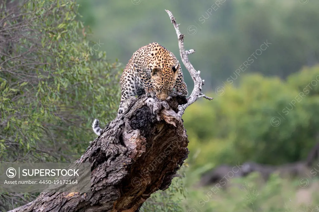 A leopard cub, Panthera pardus, stands on a fallen over tree