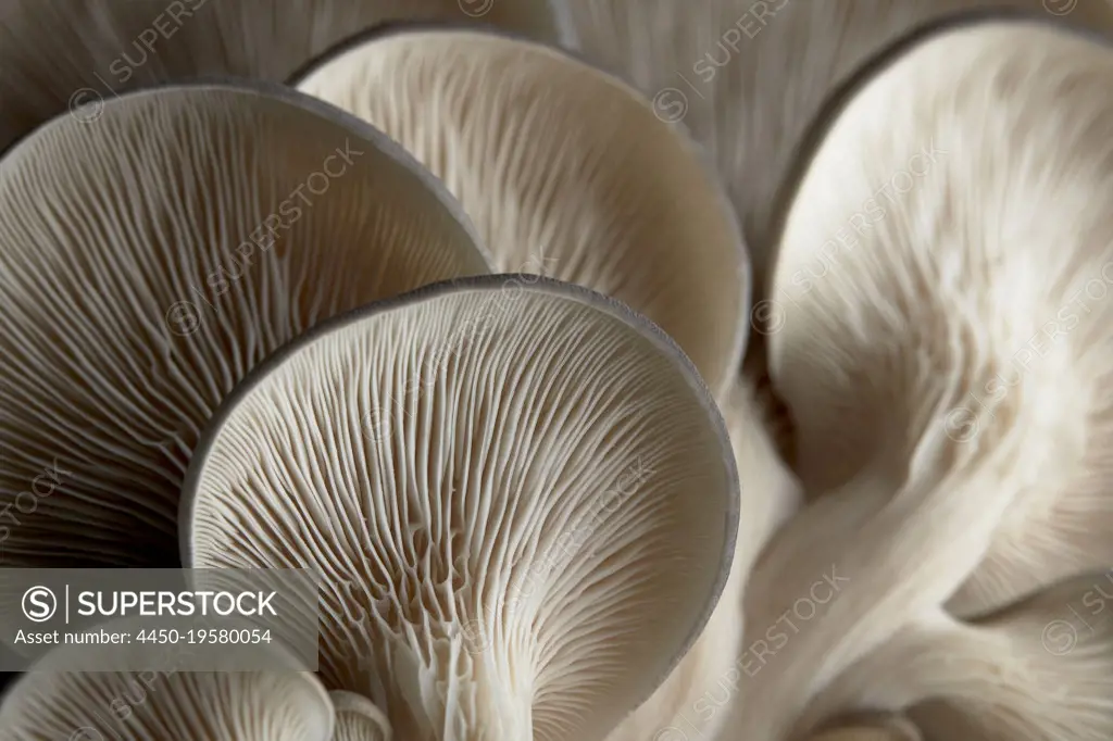 Close up of underside gills of farmed Oyster mushroom