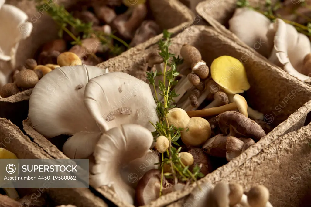 Close up of edible fungi in cardboard box, edible mushrooms cultivated at a fungarium. 