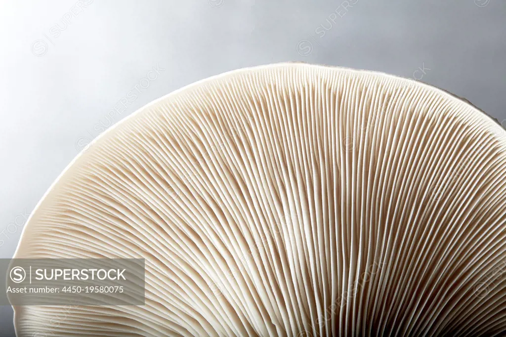 Close up of gills of oyster mushroom (Pleurotus ostreatus)