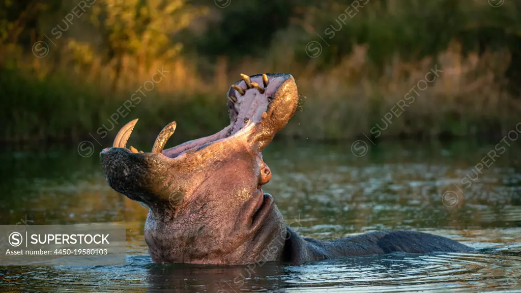 A hippo, Hippopotamus amphibius, head back, mouth open, yawning.