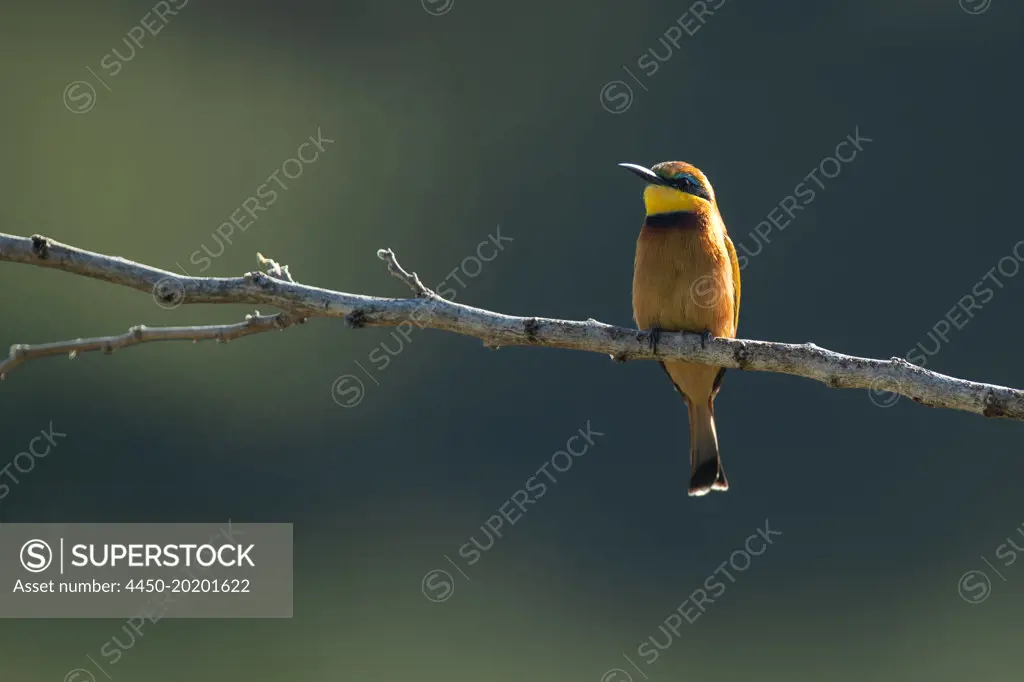 A European bee-eater, Merops apiaster, perches on a branch