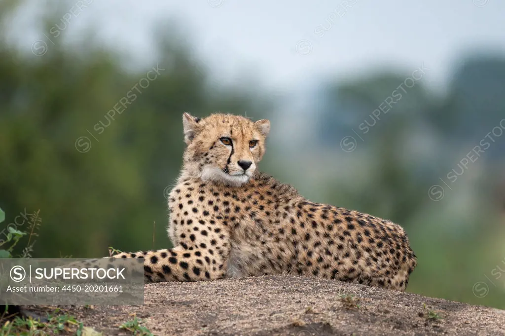 Two Cheetah, Acinonyx jubatus, on top of a mound, wide angle