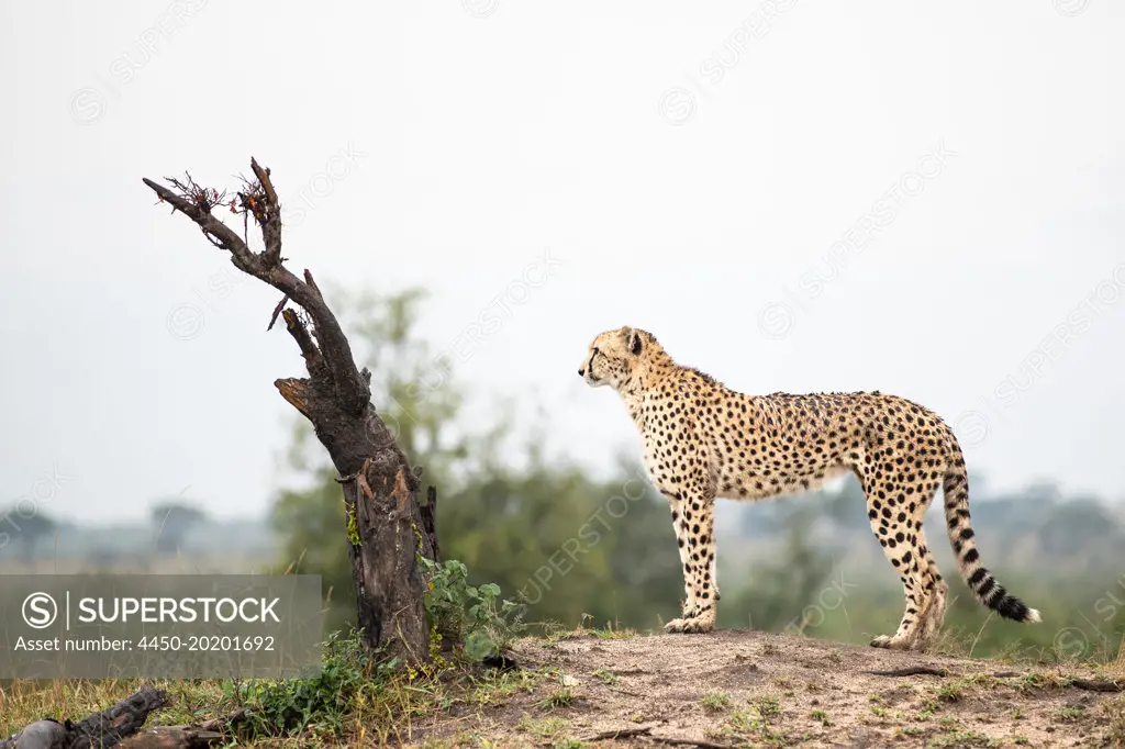 A cheetah, Acinonyx jubatus, stands on top of a mound and looks out, side profile 