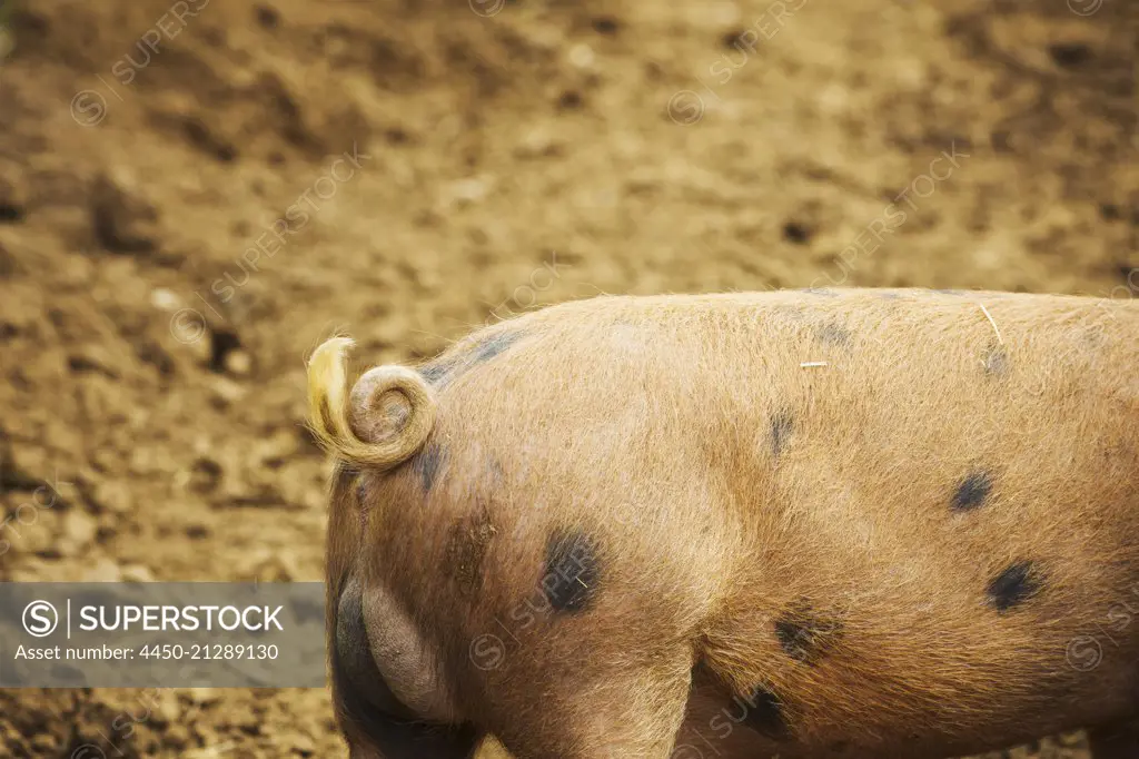 A pig in a field.