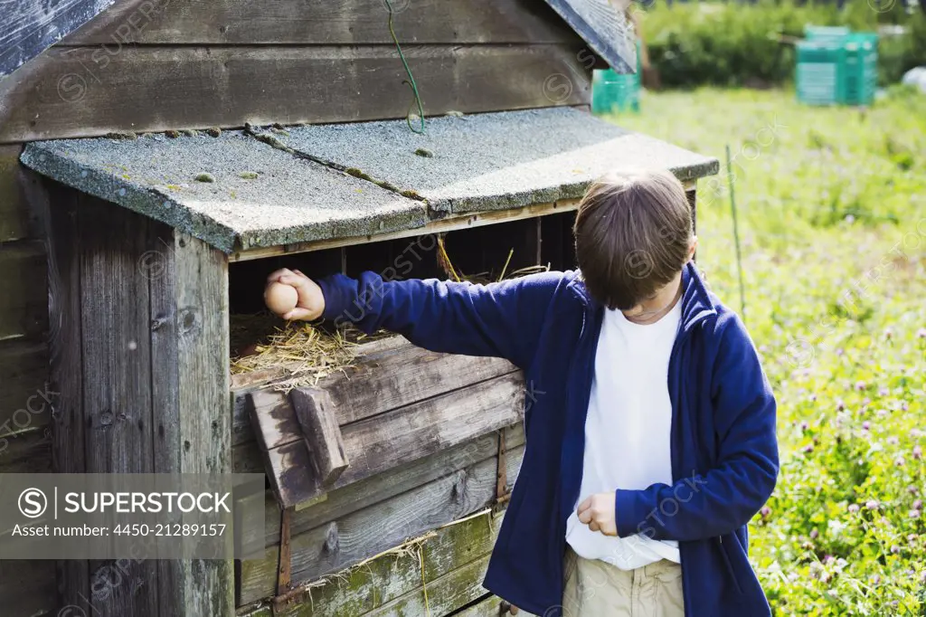 A boy collecting eggs from the henhouse coop.