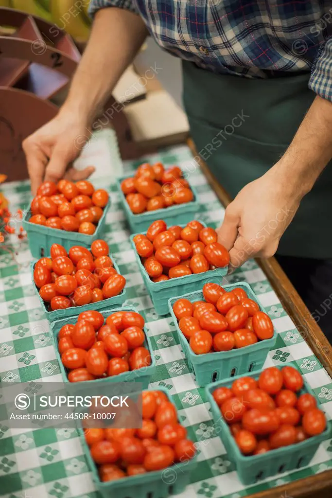 Organic Farmer at Work. A young man arranging a row of punnets of tomatoes. Accord, New York, USA