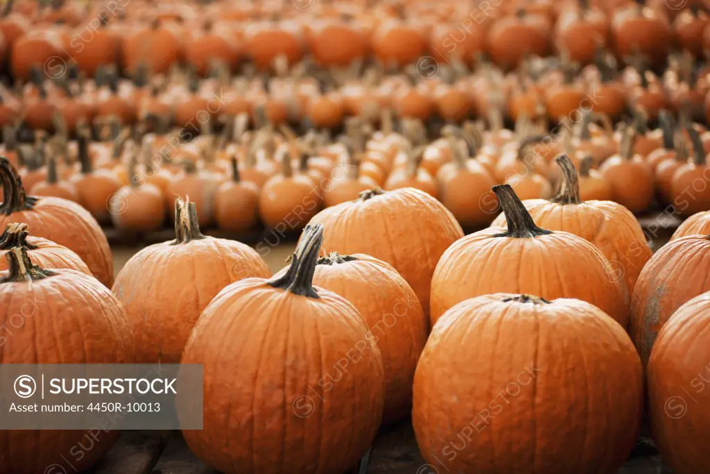 Pumpkins arranged in rows to be hardened off and dried. Organic farm.Woodstock, New York, USA