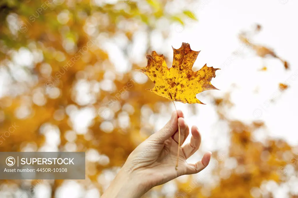 A person's hand holding an autumn coloured maple leaf. Woodstock, New York, USA