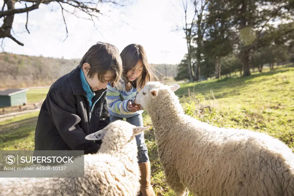 Two children at an animal sanctuary, in a paddock feeding two sheep. Saugerties, New York, USA