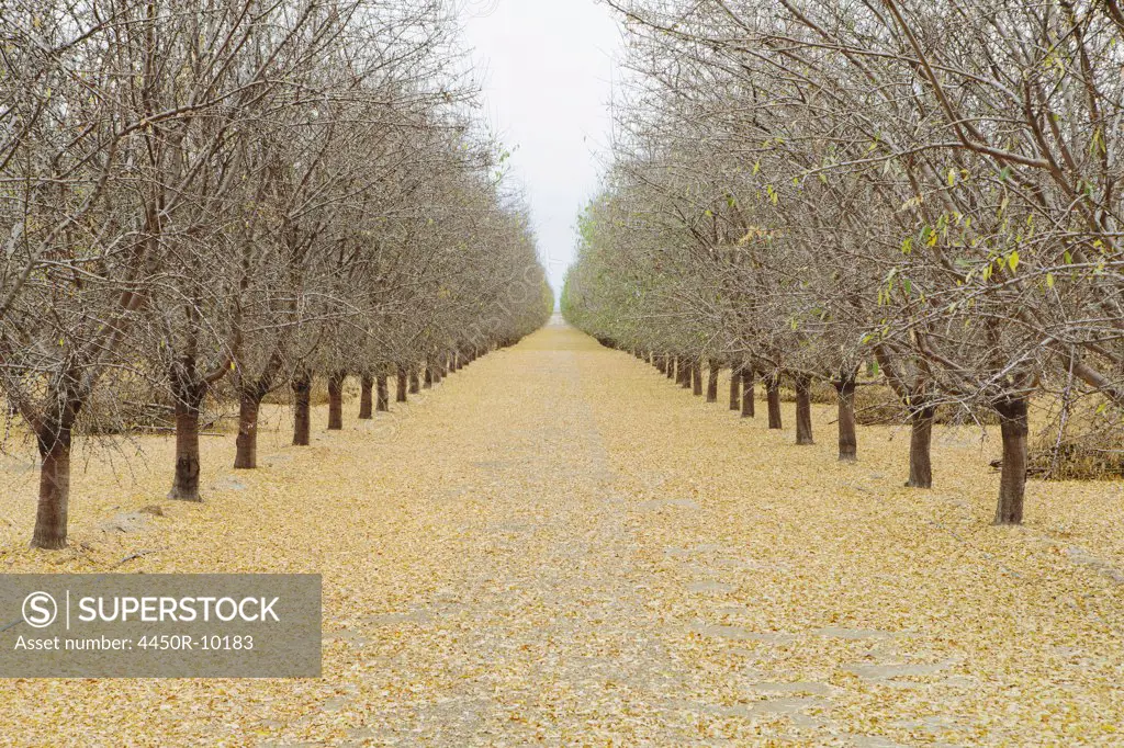 Rows of pistachio trees, San Joaquin Valley, near BakersfieldKern County, California, USA