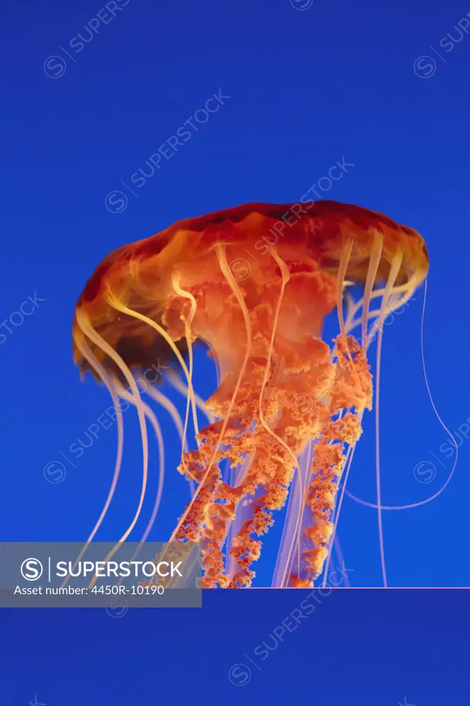 Black sea nettle jellyfish underwater, in the Monterey Bay Aquarium.Monterey County, California, USA