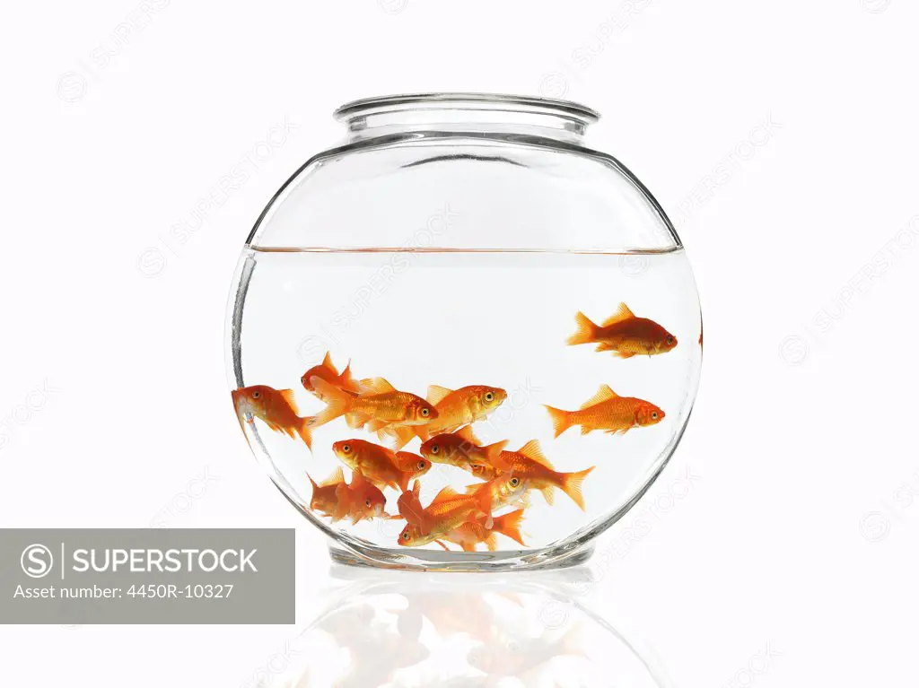 Goldfish swimming in a bowlNew York, New York, USA