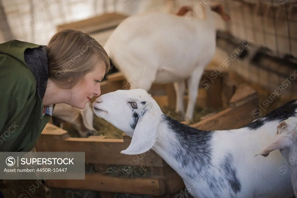 A woman in a stable on an organic farm.  White and black goats.Poughkeepsie, New York, USA