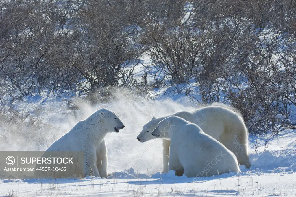 Polar bears in the wild. A powerful predator and a vulnerable  or potentially endangered species. Manitoba, Canada