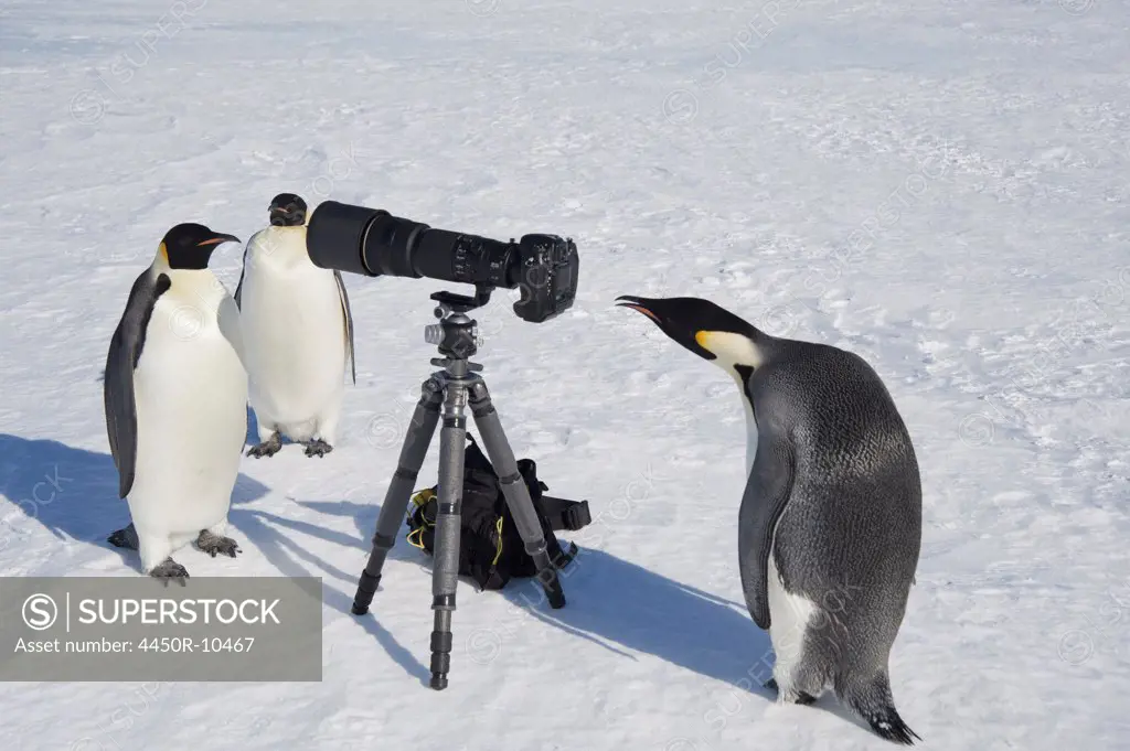 A small group of curious Emperor penguins looking at camera and tripod on the ice on Snow Hill island. A bird peering through the view finder.Weddell Sea, Snow Hill Island, Antarctica