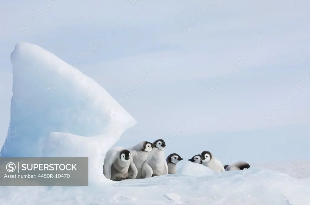 A nursery group of young penguin chicks, with thick grey fluffy coats, grouped beneath a pinnacle of ice. Weddell Sea, Snow Hill Island, Antarctica