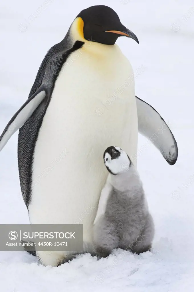 An adult Emperor penguin with a small chick nuzzling up, and looking upwards. Weddell Sea, Snow Hill Island, Antarctica
