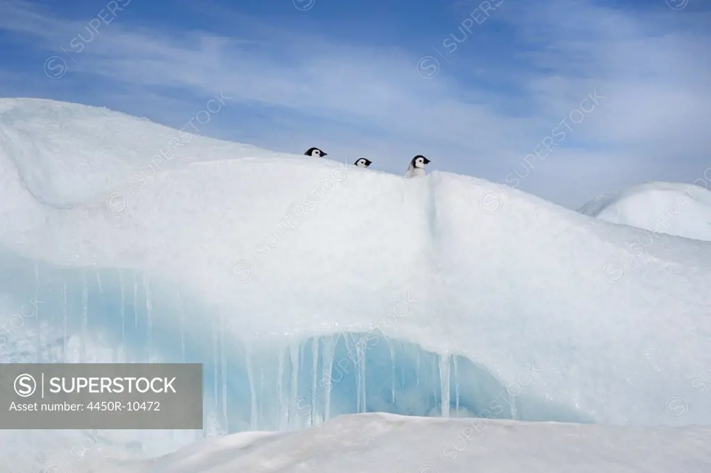 Three penguin chicks, in a row, heads seen peering over a snowdrift or ridge in the ice on Snow Hill island.Weddell Sea, Snow Hill Island, Antarctica