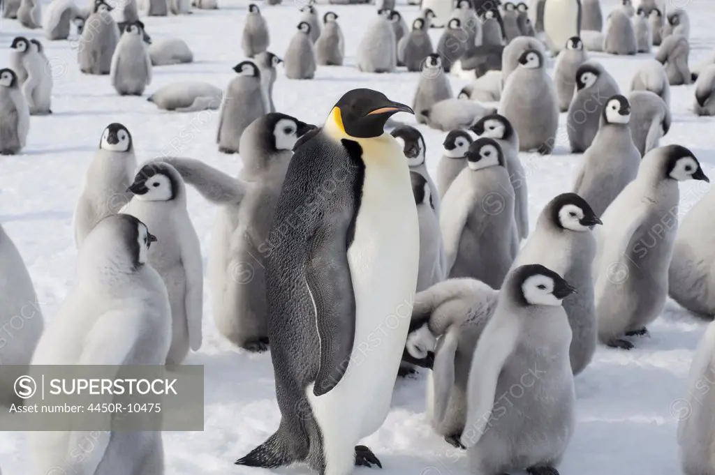A group of Emperor penguins, one adult animal and a large group of penguin chicks. A breeding colony.Weddell Sea, Snow Hill Island, Antarctica