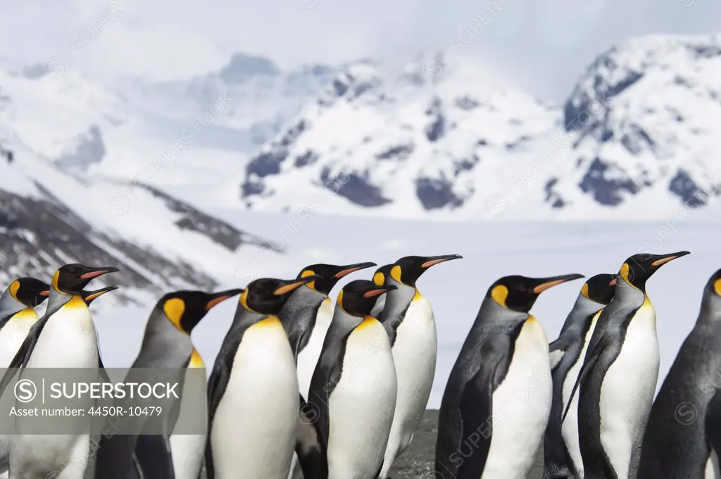 A group of king penguins, Aptenodytes patagonicus, on South Georgia island.South Georgia Island, Falkland Islands