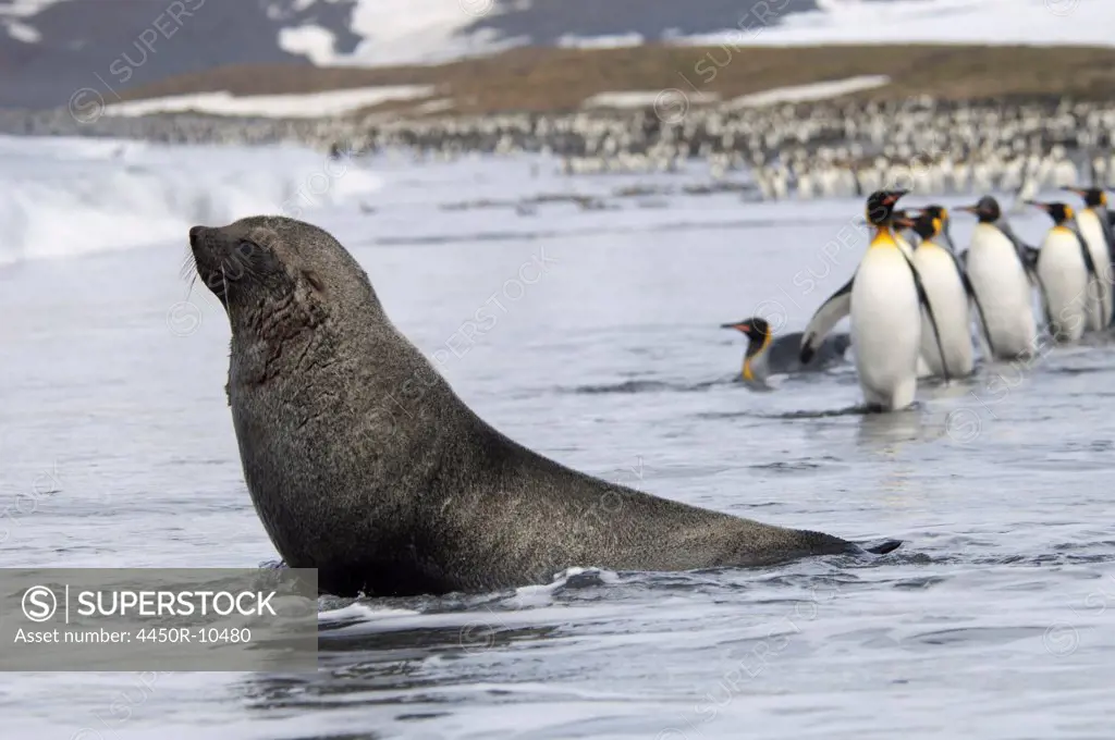 An Antarctic fur seal, Arctocephalus gazella, on the seashore, and a group of King penguins, Aptenodytes patagonicus walking in single file. South Georgia Island, Falkland Islands