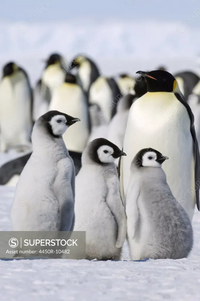 A group of emperor penguins standing on the ice on Snow Hill Island.Weddell Sea, Snow Hill Island, Antarctica