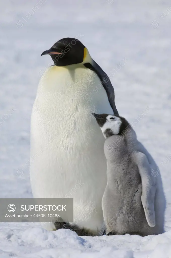 Two Emperor penguins, an adult bird and a chick, side by side, on the ice. Weddell Sea, Snow Hill Island, Antarctica