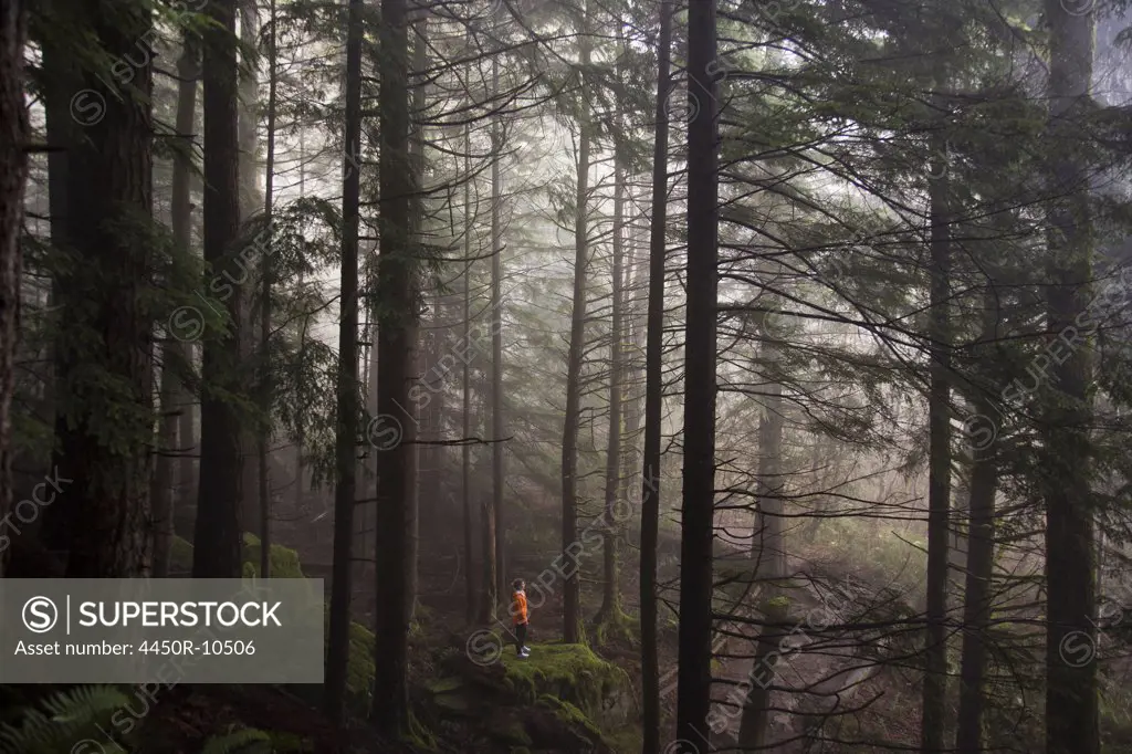 A man stands on a mossy rock overlooking a thick forest on a foggy morning near North Bend, Washington.Little Si, Washington, USA