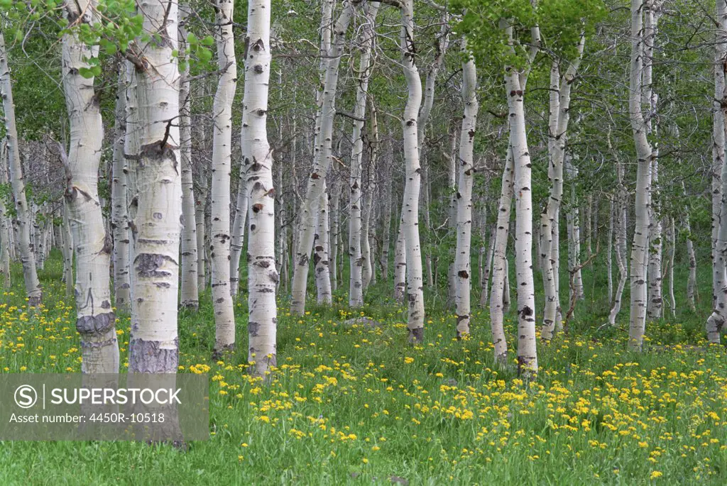 Grove of aspen trees, with white bark and bright green vivid colours in the wild flowers and grasses underneath.Utah, USA