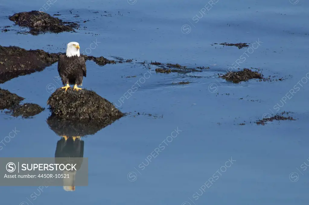 The American Bald Eagle, Haliaeetus leucocephalus, is the symbol of the nation, and thrives in Alaska.Sitka, Alaska, USA