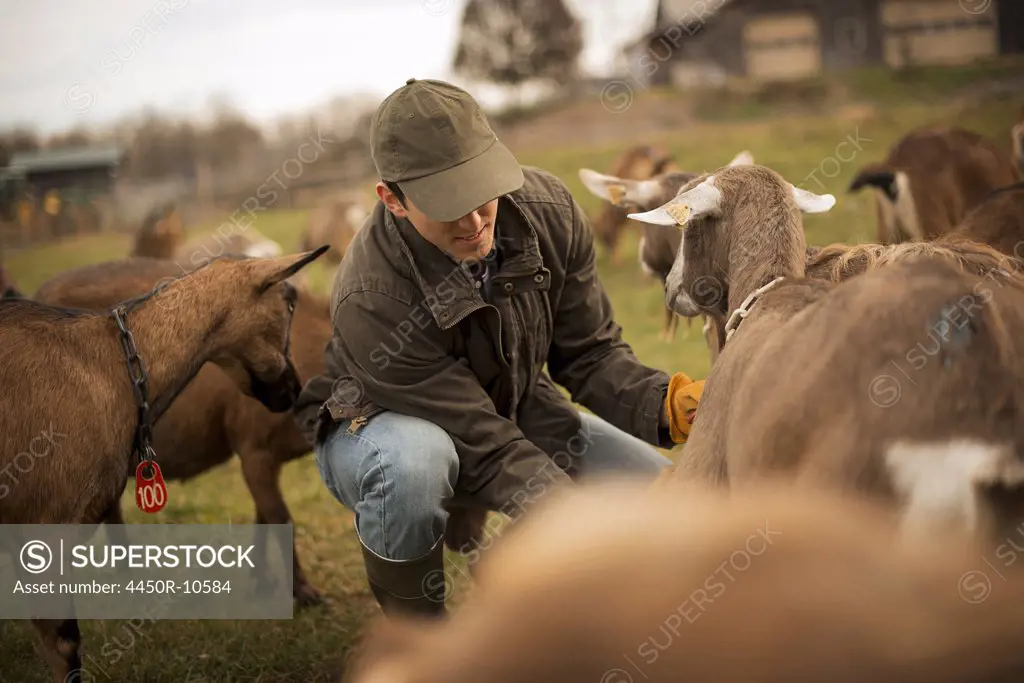 A small organic dairy farm with a mixed herd of cows and goats.  Farmer working and tending to the animals.Pine Bush, New York, USA