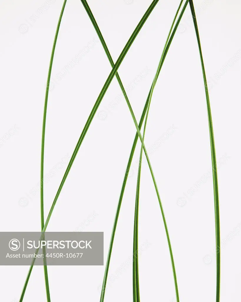 Close up of ornamental grass clippings on white background Pacific County, Washington, USA