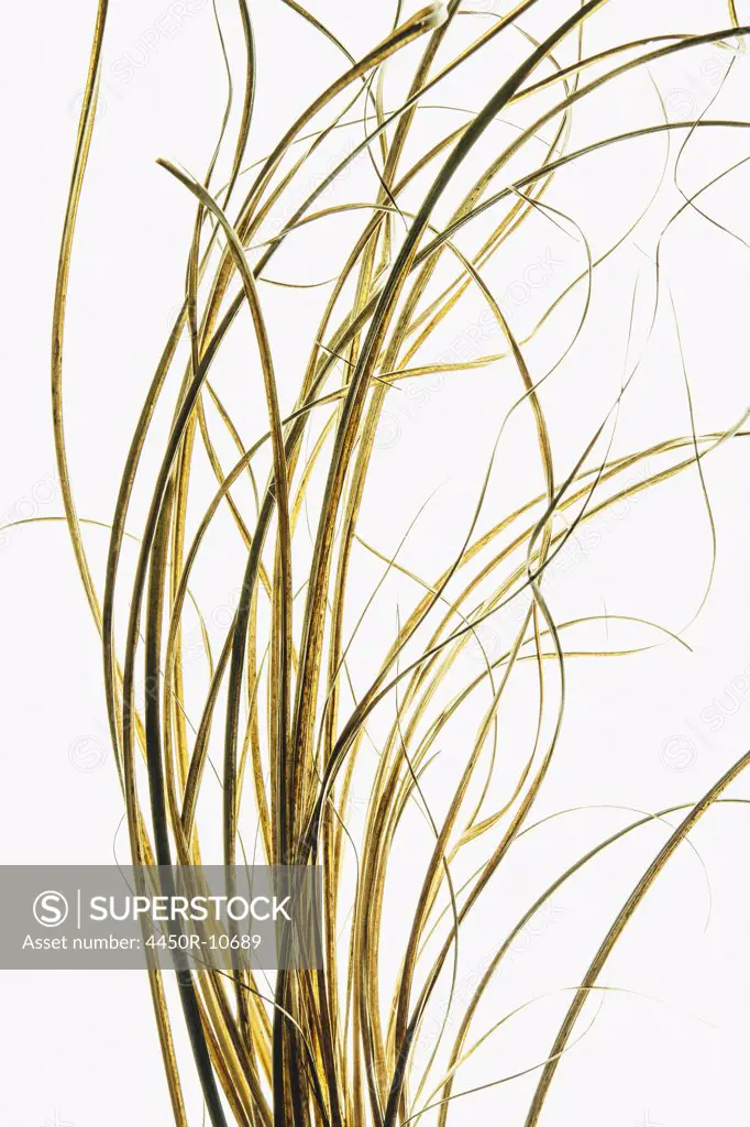 Detail of ornamental grasses on white background Pacific County, Washington, USA