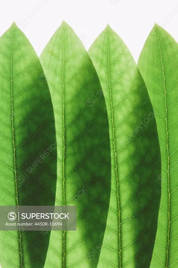 Overlapping green Rhododendron leaves, close up Pacific County, Washington, USA