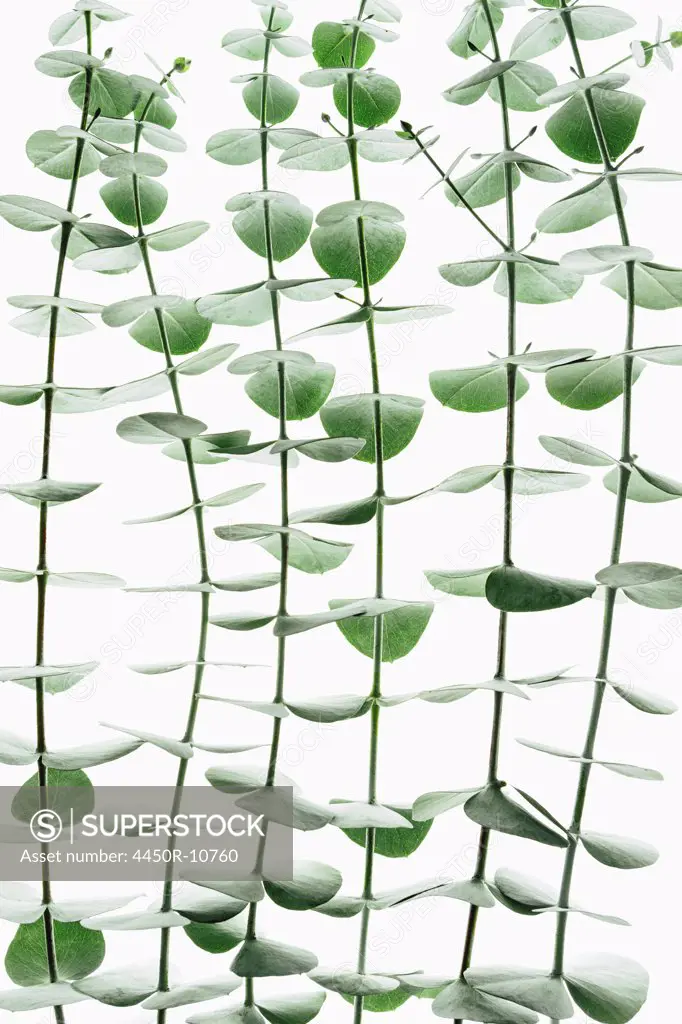 Close up of the small green leaves of the Eucalyptus gunnii tree, also know as Cider Gum. Leaves arranged in pairs on the twig. King County, Washington, USA