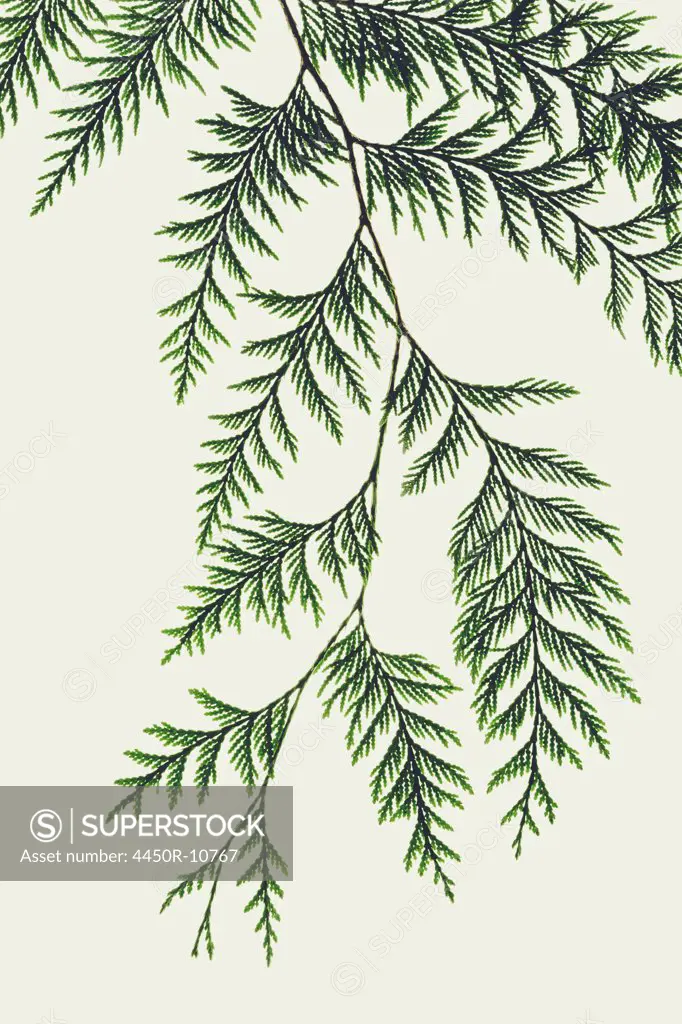 Western red cedar tree branch with green linear shaped leaves against a white background.  King County, Washington, USA