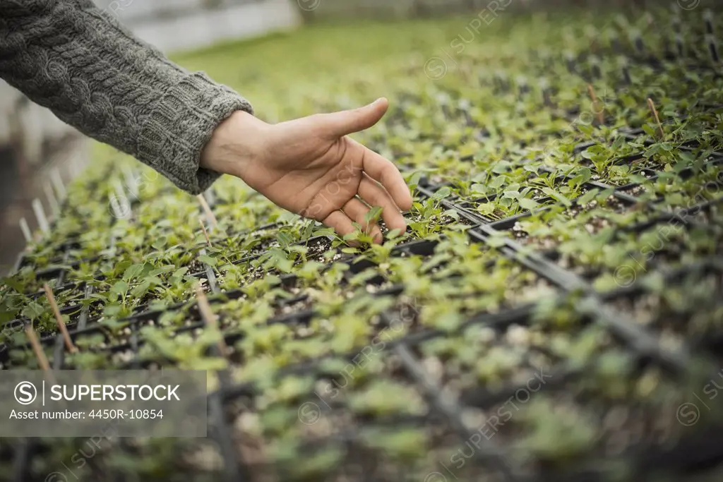 Spring Planting. A man tending trays of small plant seedlings. West Kill, New York, USA