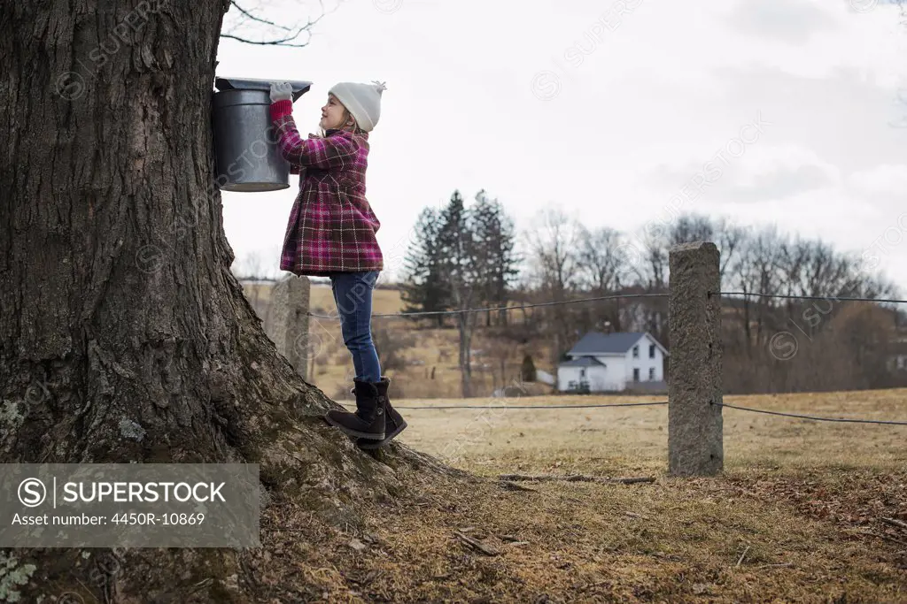 A maple syrup farm. A young girl holding a bucket which is tapping the sap from the tree. Cold Spring, New York, USA