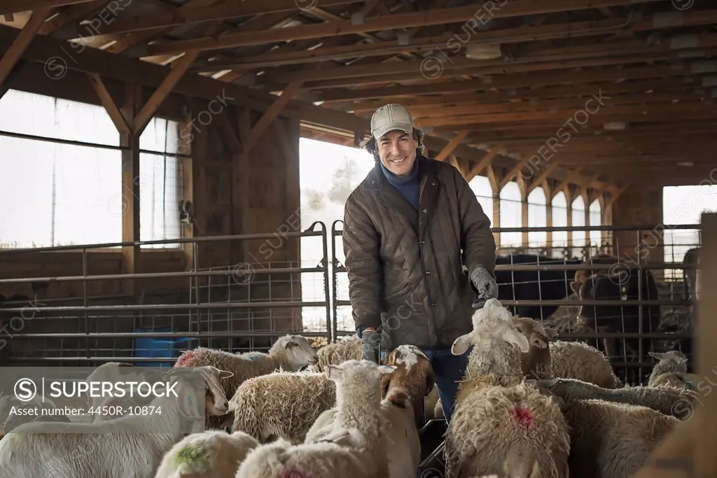 A man in the livestock pen under cover, surrounded by goats.  Cold Spring, New York, USA